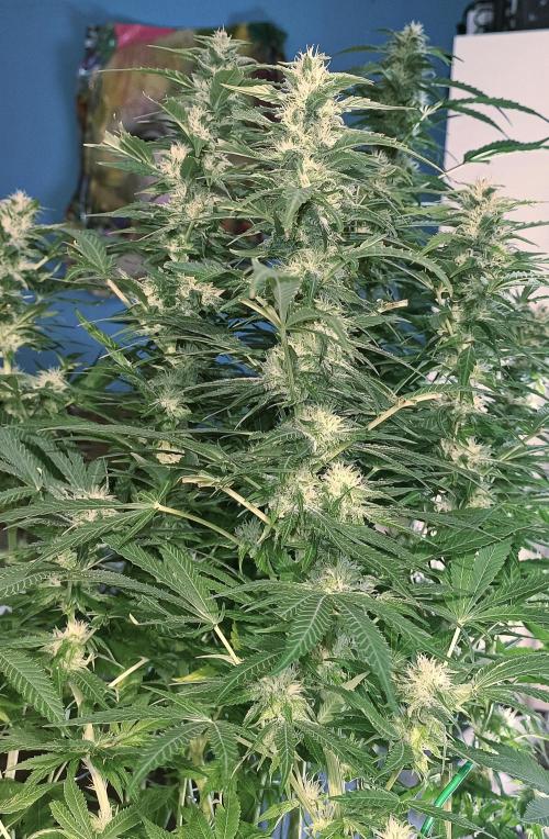 5 FEMS AND A TENT | IAA BAP ORGANIC UVB. Week 16