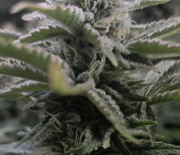 5 FEMS AND A TENT | IAA BAP ORGANIC UVB. Week 16