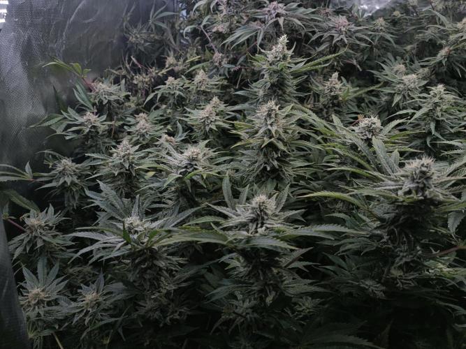 5 FEMS AND A TENT | IAA BAP ORGANIC UVB. Week 16 - Sunset Sherbet/passion fruitz