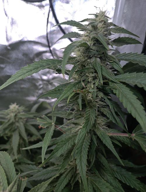 5 FEMS AND A TENT | IAA BAP ORGANIC UVB. Week 16