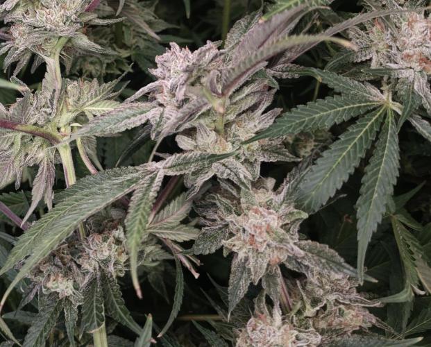 5 FEMS AND A TENT | IAA BAP ORGANIC UVB. Week 16