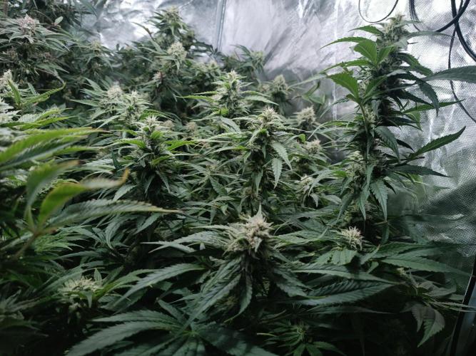 5 FEMS AND A TENT | IAA BAP ORGANIC UVB. Week 16 - Black Diamond 