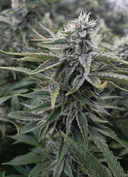 5 FEMS AND A TENT | IAA BAP ORGANIC UVB. Week 16 - Passion Fruitz 