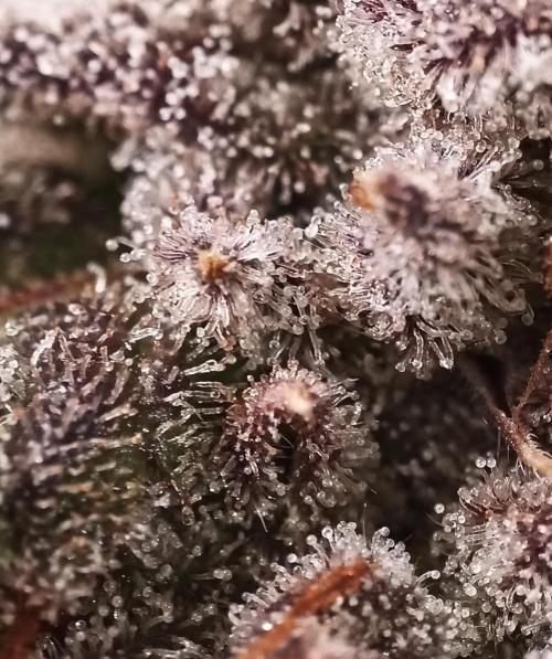 5 FEMS AND A TENT | IAA BAP ORGANIC UVB. Week 16