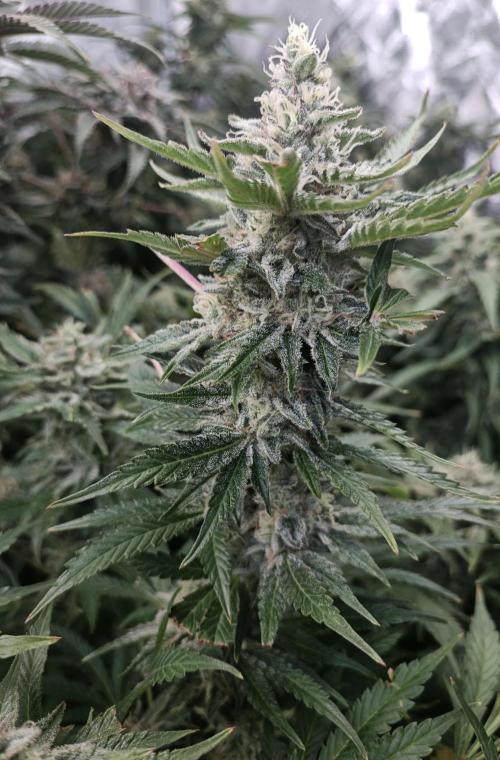 5 FEMS AND A TENT | IAA BAP ORGANIC UVB. Week 16 - Sunset Sherbet 
