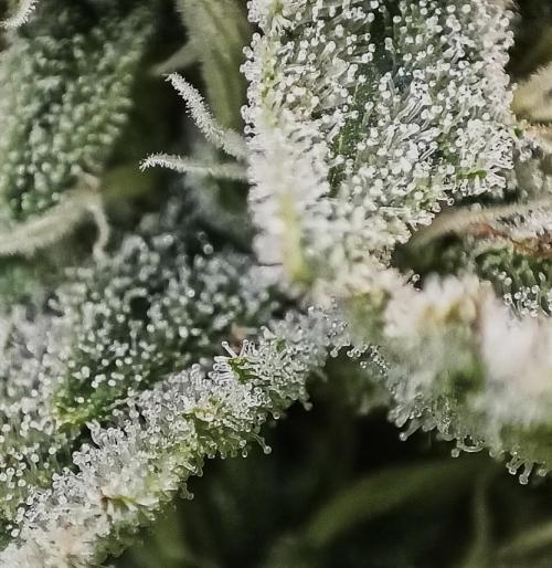 5 FEMS AND A TENT | IAA BAP ORGANIC UVB. Week 16