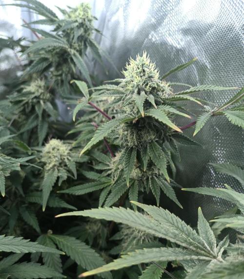 5 FEMS AND A TENT | IAA BAP ORGANIC UVB. Week 16
