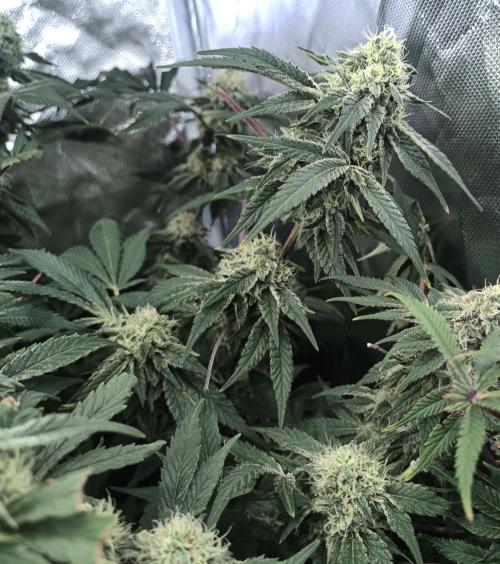 5 FEMS AND A TENT | IAA BAP ORGANIC UVB. Week 16
