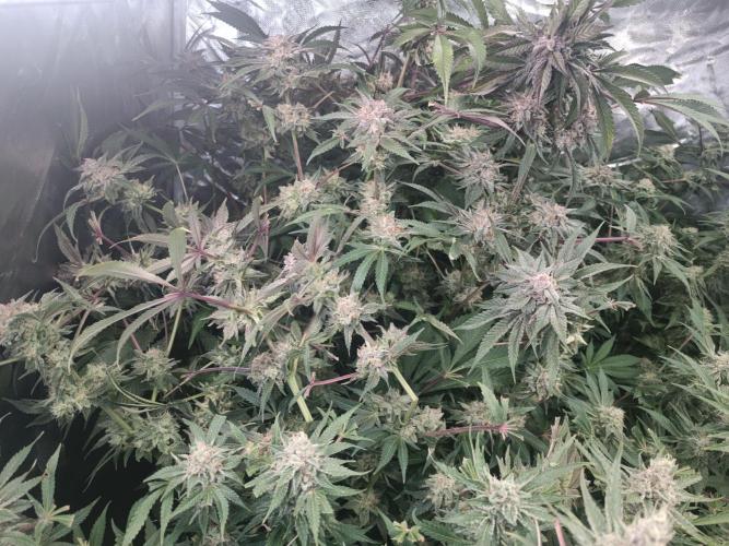 5 FEMS AND A TENT | IAA BAP ORGANIC UVB. Week 16 - Blueberry Pancake 