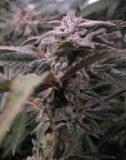 5 FEMS AND A TENT | IAA BAP ORGANIC UVB. Week 16
