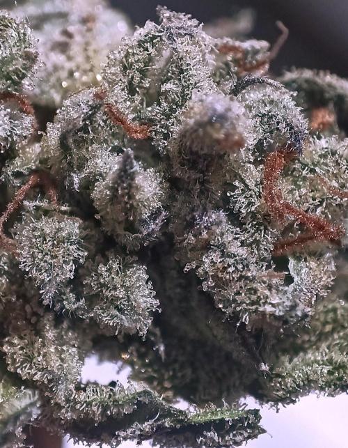 5 FEMS AND A TENT | IAA BAP ORGANIC UVB. Week 16 - Dry 🤤 (Blueberry PC)