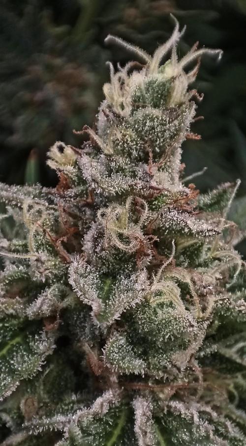 5 FEMS AND A TENT | IAA BAP ORGANIC UVB. Week 16