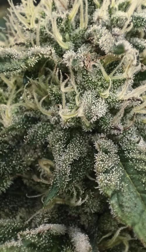 5 FEMS AND A TENT | IAA BAP ORGANIC UVB. Week 16