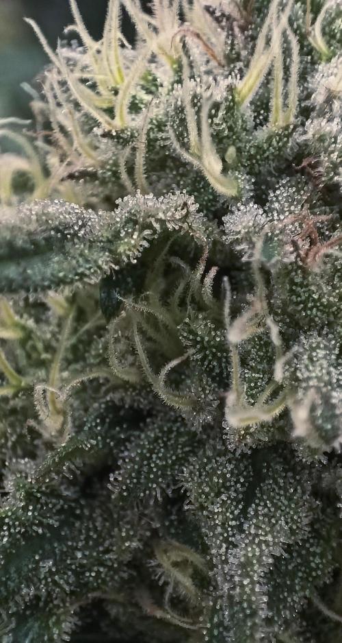 5 FEMS AND A TENT | IAA BAP ORGANIC UVB. Week 16