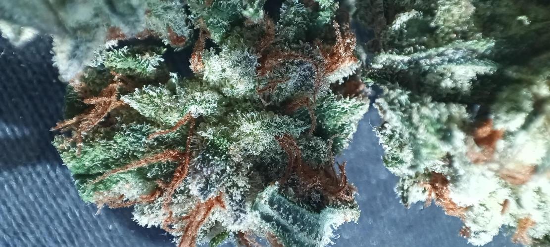 5 FEMS AND A TENT | IAA BAP ORGANIC UVB. Week 16 - so gorgeous