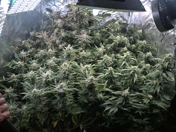5 FEMS AND A TENT | IAA BAP ORGANIC UVB. Week 16