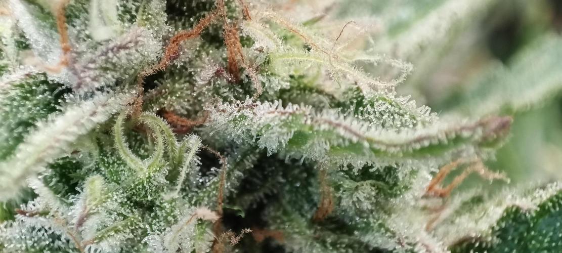 5 FEMS AND A TENT | IAA BAP ORGANIC UVB. Week 17