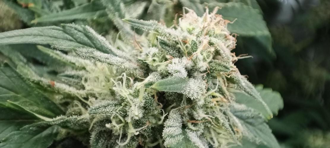 5 FEMS AND A TENT | IAA BAP ORGANIC UVB. Week 17