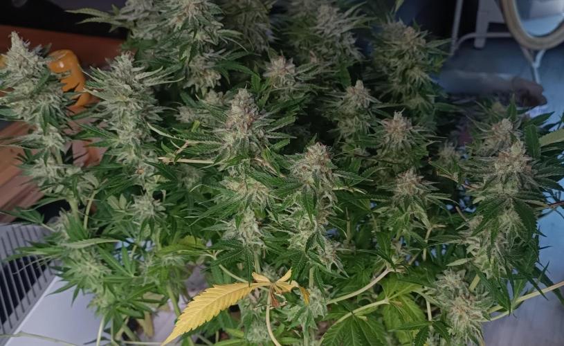 5 FEMS AND A TENT | IAA BAP ORGANIC UVB. Week 17
