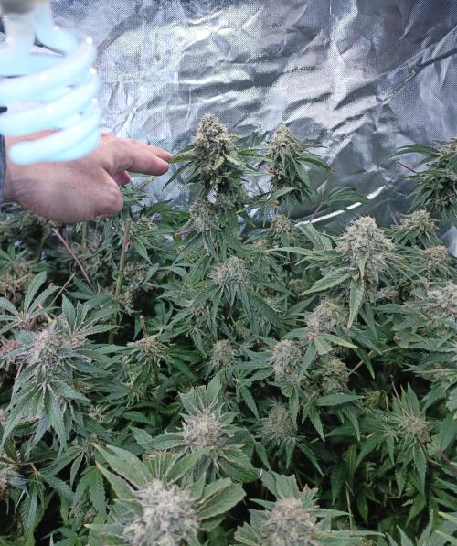 5 FEMS AND A TENT | IAA BAP ORGANIC UVB. Week 17