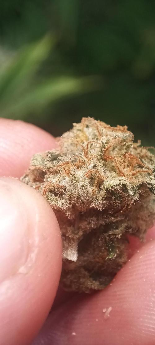 5 FEMS AND A TENT | IAA BAP ORGANIC UVB. Week 17