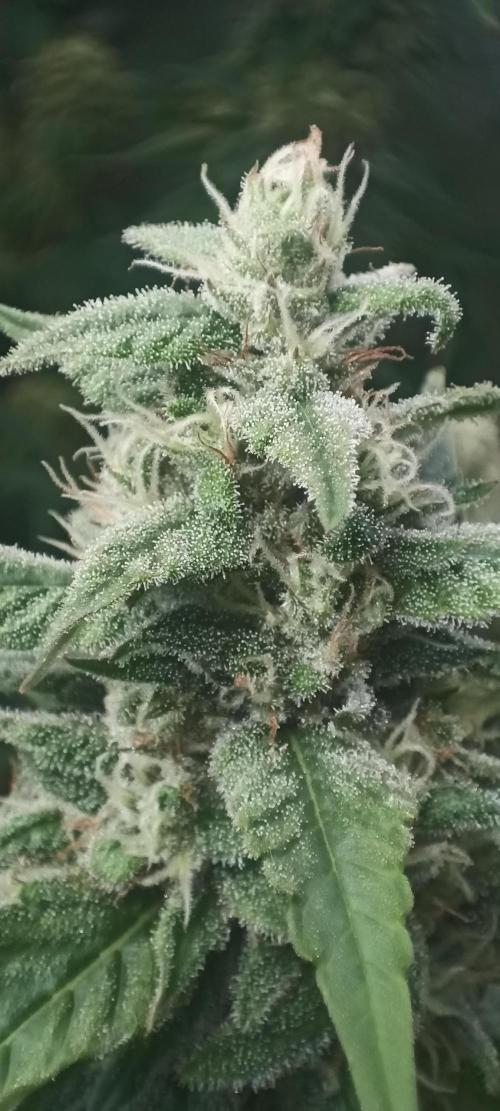 5 FEMS AND A TENT | IAA BAP ORGANIC UVB. Week 17
