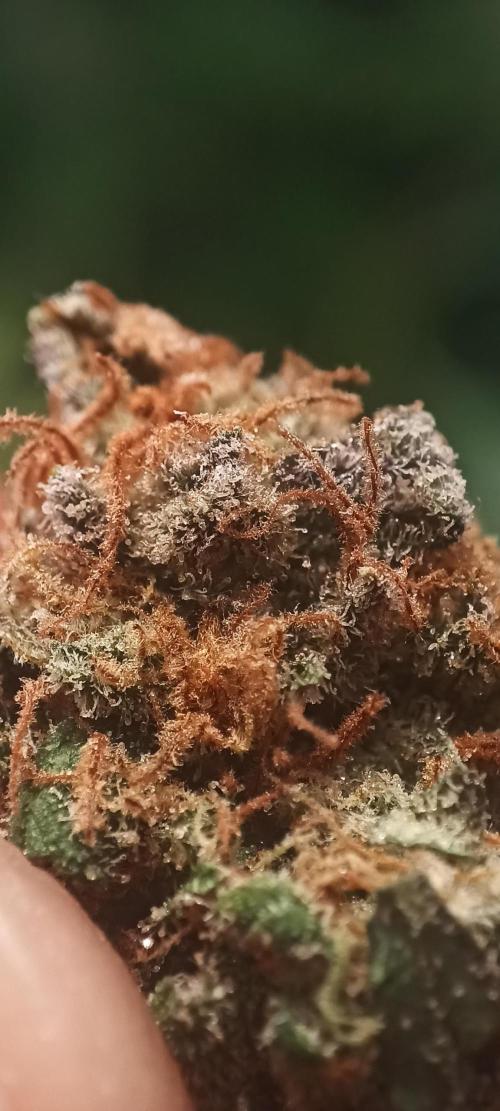 5 FEMS AND A TENT | IAA BAP ORGANIC UVB. Week 17