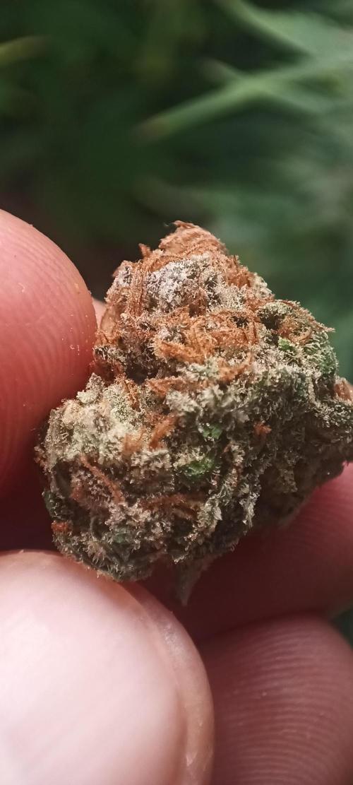 5 FEMS AND A TENT | IAA BAP ORGANIC UVB. Week 17 - dry