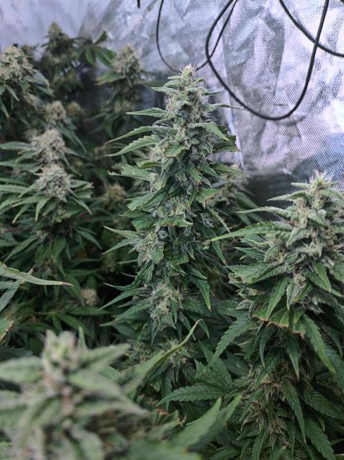 5 FEMS AND A TENT | IAA BAP ORGANIC UVB. Week 17