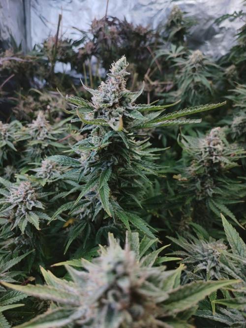 5 FEMS AND A TENT | IAA BAP ORGANIC UVB. Week 17 - Sunset Sherbet 