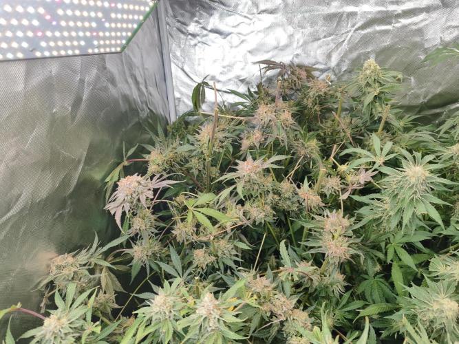 5 FEMS AND A TENT | IAA BAP ORGANIC UVB. Week 17 - The Rest/half of the Blueberry Pancake 