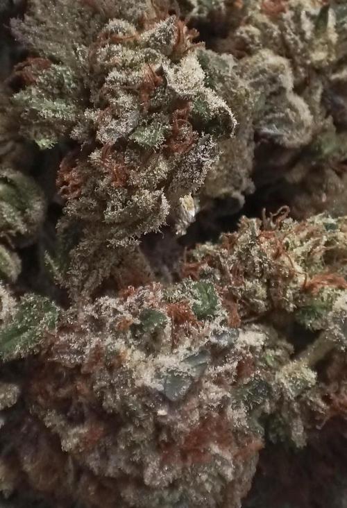 5 FEMS AND A TENT | IAA BAP ORGANIC UVB. Week 17