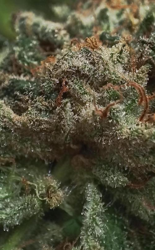 5 FEMS AND A TENT | IAA BAP ORGANIC UVB. Week 17