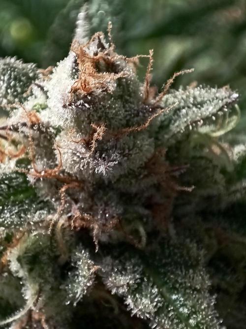 5 FEMS AND A TENT | IAA BAP ORGANIC UVB. Week 17