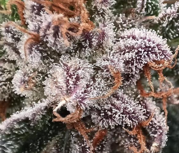 5 FEMS AND A TENT | IAA BAP ORGANIC UVB. Week 17