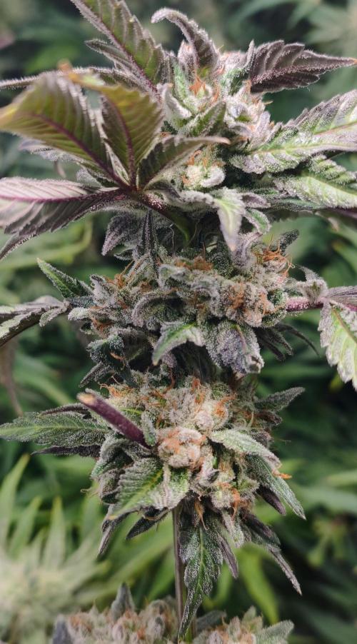 5 FEMS AND A TENT | IAA BAP ORGANIC UVB. Week 17