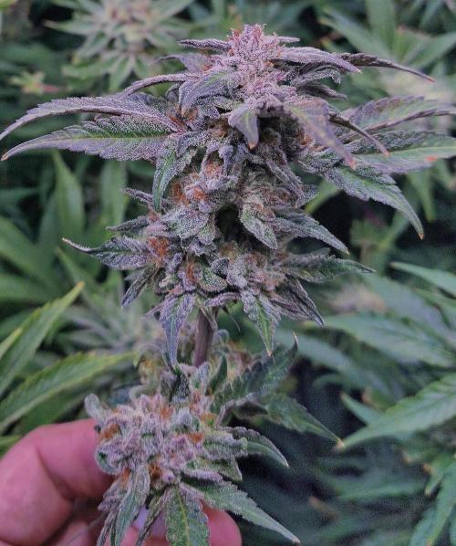 5 FEMS AND A TENT | IAA BAP ORGANIC UVB. Week 17 - the upper half of some branches