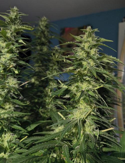 5 FEMS AND A TENT | IAA BAP ORGANIC UVB. Week 17