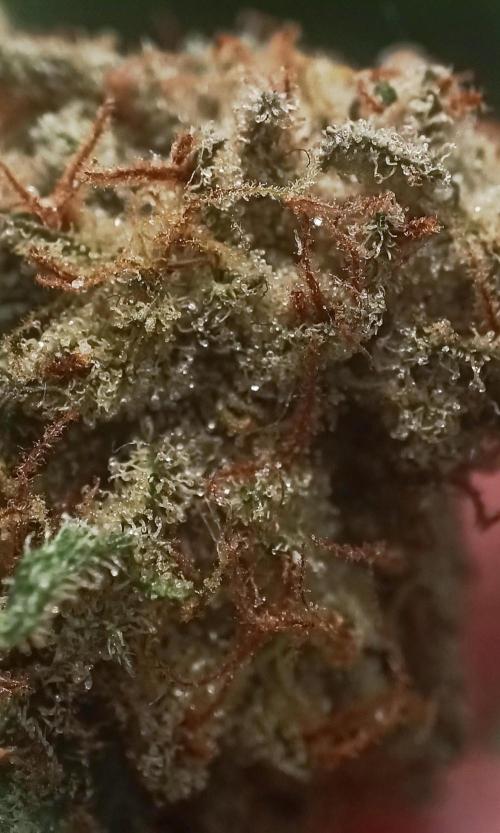 5 FEMS AND A TENT | IAA BAP ORGANIC UVB. Week 17