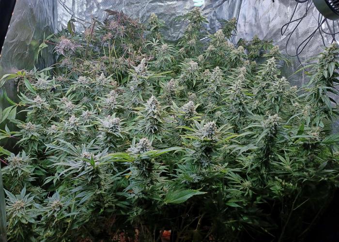 5 FEMS AND A TENT | IAA BAP ORGANIC UVB. Week 17