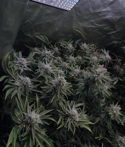 5 FEMS AND A TENT | IAA BAP ORGANIC UVB. Week 17 - Sunset Sherbet / Passion Fruitz 