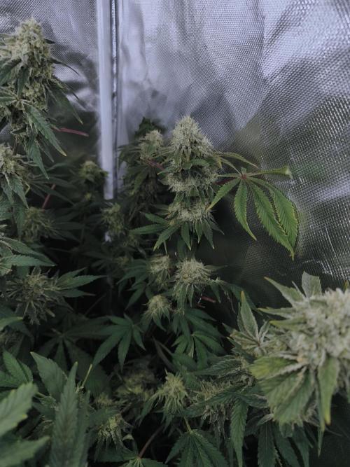 5 FEMS AND A TENT | IAA BAP ORGANIC UVB. Week 17