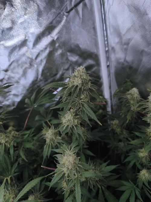 5 FEMS AND A TENT | IAA BAP ORGANIC UVB. Week 17