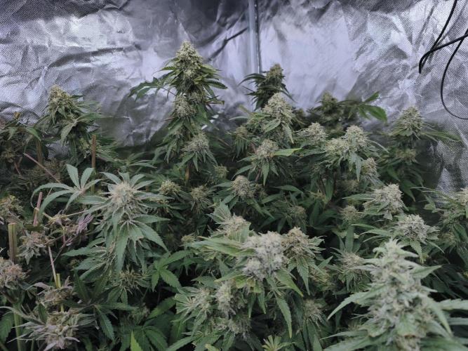 5 FEMS AND A TENT | IAA BAP ORGANIC UVB. Week 17 - Melon Gum 