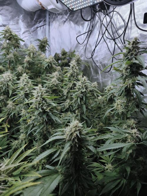 5 FEMS AND A TENT | IAA BAP ORGANIC UVB. Week 17 - Black Diamond 