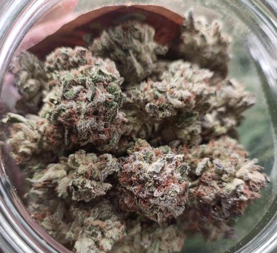 5 FEMS AND A TENT | IAA BAP ORGANIC UVB. Week 17 - dry