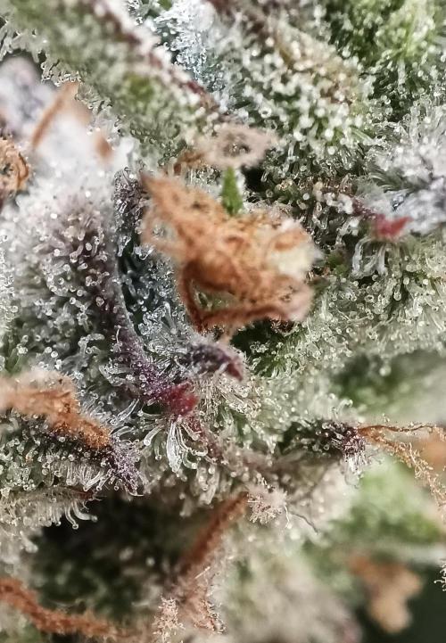 5 FEMS AND A TENT | IAA BAP ORGANIC UVB. Week 17