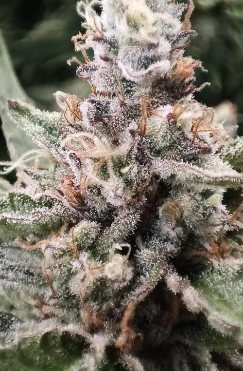 5 FEMS AND A TENT | IAA BAP ORGANIC UVB. Week 17