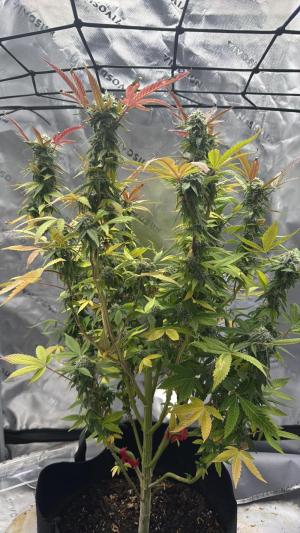 Comment by Budheadzzz photo #1
