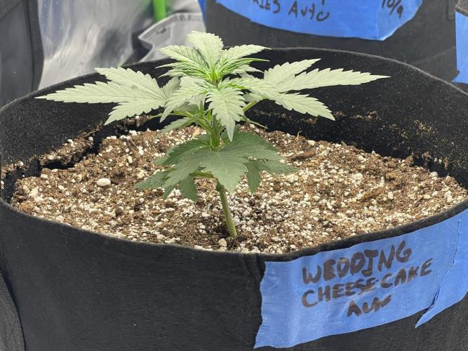 Tripz88. Week 4 - Lemon, cherry cookies, auto 
fastsbuds genetics